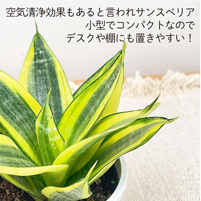 日本花キ流通 観葉植物 サンスベリア ゴールデン ハニー 3.5号鉢