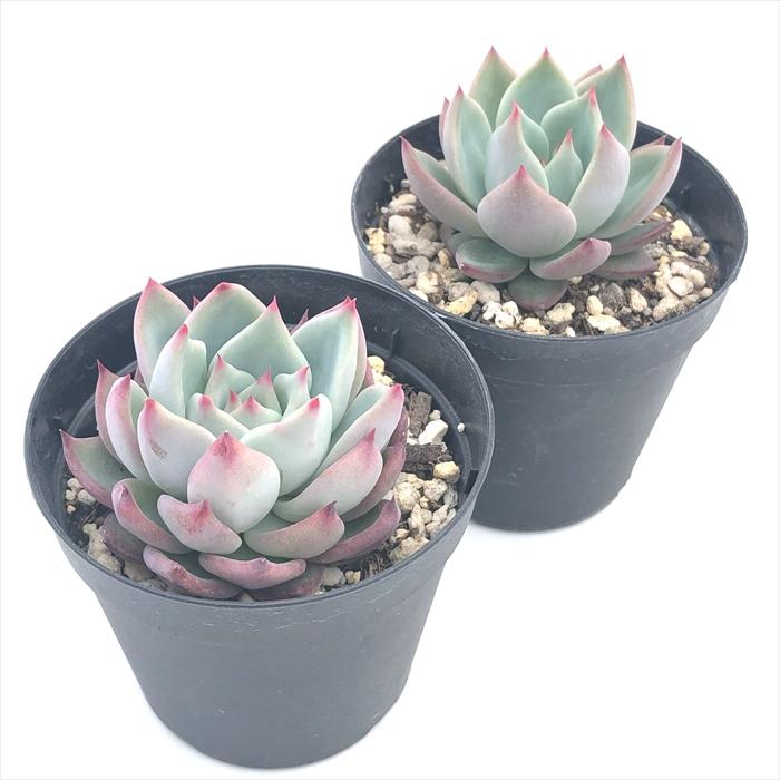 日本花キ流通 多肉植物 skエケベリア ケーレスコロラータリンゼ 日本花キ流通 多肉植物 skエケベリア ケーレスコロラータリンゼ
