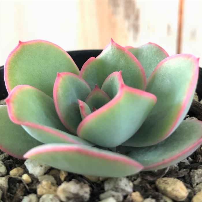 多肉植物 Skエケベリア モーニングデュー エケベリア 7 5cmポット 100 安い