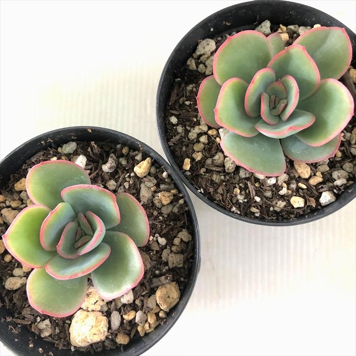 日本花キ流通 多肉植物 skエケベリア モーニングデュー 多肉植物