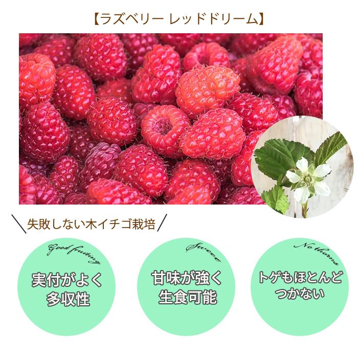 ラズベリー レッドドリーム 5号ポット ラズベリー苗 苗木 庭木 果実 果樹苗 Z フラワーネット日本花キ流通 通販 Yahoo ショッピング