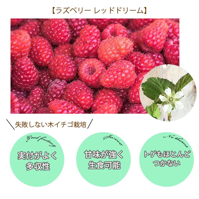 さささん　ラズベリー　苗　大苗　苗木　 レッドラズベリー　ポラナ+おまけ ラズベリー 苗 苗木 サマーフェスティバル レッドラズベリー