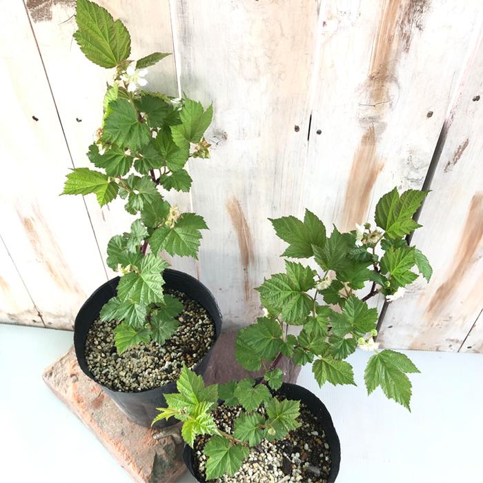 レッドラズベリー 苗木 健康的な成長　山葡萄苗木 レッドラズベリー 苗木 健康的な成長 山葡萄苗木