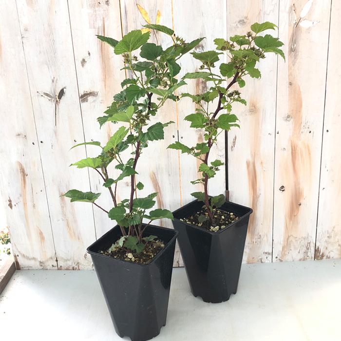 ラズベリー レッドドリーム 5号ポット ラズベリー苗 苗木 庭木 果実 果樹苗 Z フラワーネット日本花キ流通 通販 Yahoo ショッピング