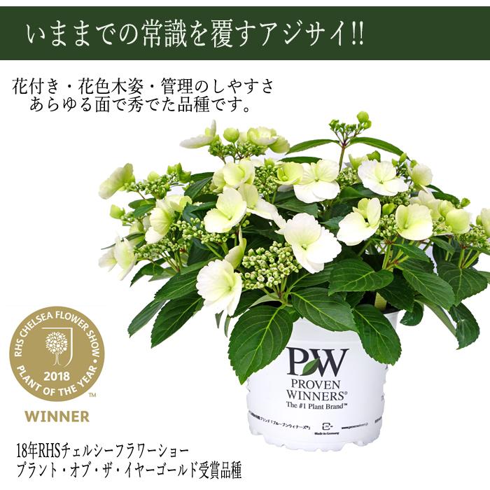 宅急便　3 ラグランジ　紫陽花 ブライダルシャワー 宅急便 3 ラグランジ 紫陽花 ブライダルシャワー 25年9月中下旬
