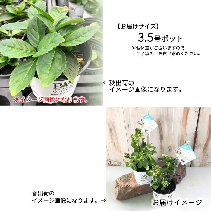予約販売 アジサイ ラグランジア ブライダルシャワー 3 5号鉢 あじさい ガクアジサイ 紫陽花 花 鉢植え 10月中旬以降発送 Z フラワーネット日本花キ流通 通販 Yahoo ショッピング