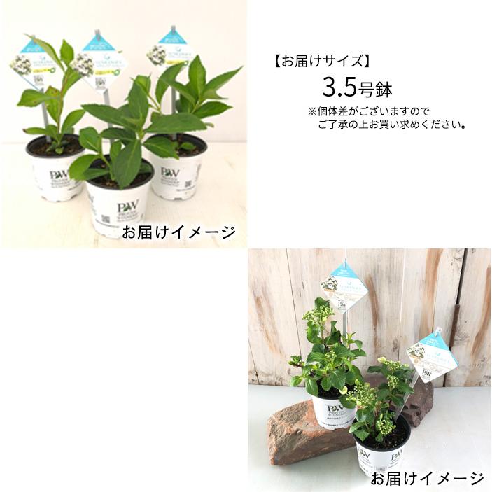 日本花キ流通 アジサイ ラグランジア ブライダルシャワー 3.5号鉢 ガク