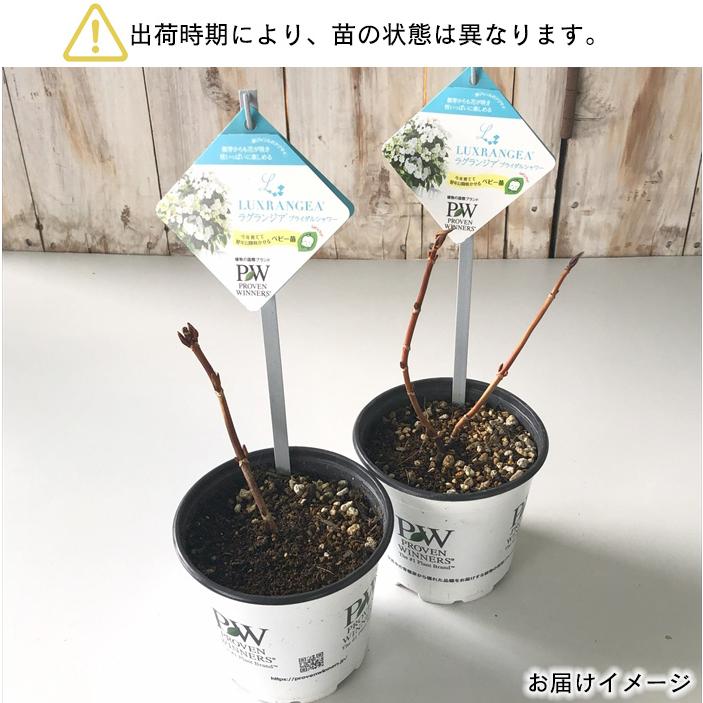 日本花キ流通 アジサイ ラグランジア ブライダルシャワー 3.5号鉢 ガク