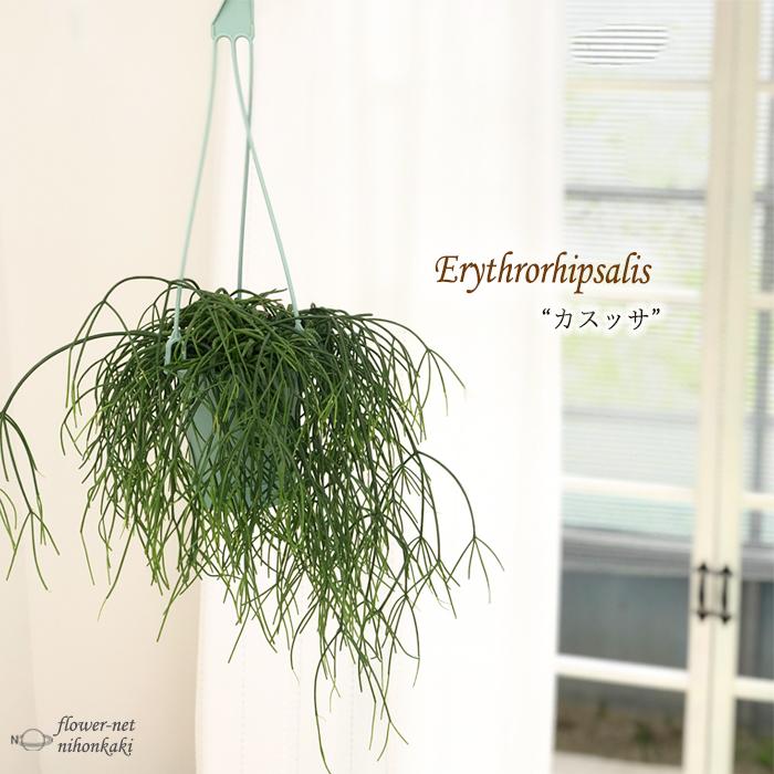 リプサリス カスッサ 3 5号鉢 送料無料 観葉植物 インテリア おしゃれ Z フラワーネット日本花キ流通 通販 Yahoo ショッピング