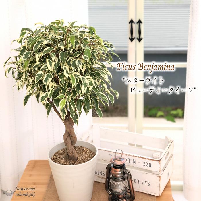 フィカス ベンジャミン スターライト ビューティークイーン 編み込み 6号鉢 送料無料 観葉植物 インテリア おしゃれ ベンジャミナ Z フラワーネット日本花キ流通 通販 Yahoo ショッピング