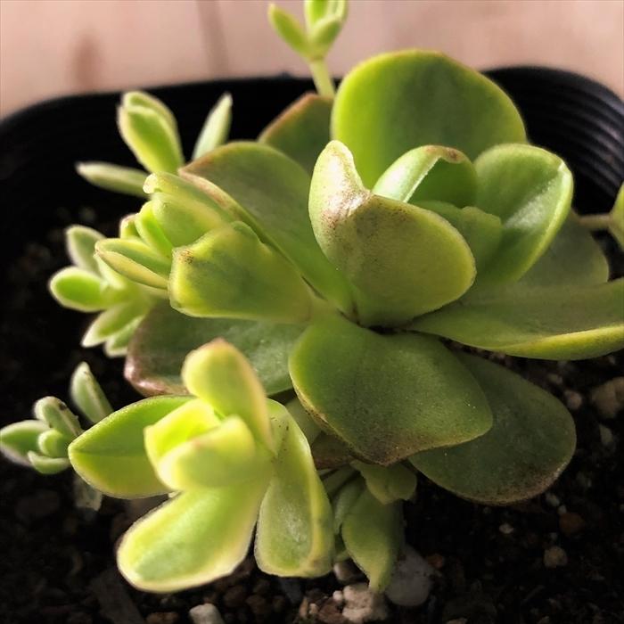 多肉植物 Seオロスタキス 玄海岩レンゲ錦 7 5cmポット 斑入り玄海岩蓮華 多肉植物 オロスタキス Z フラワーネット日本花キ流通 通販 Yahoo ショッピング