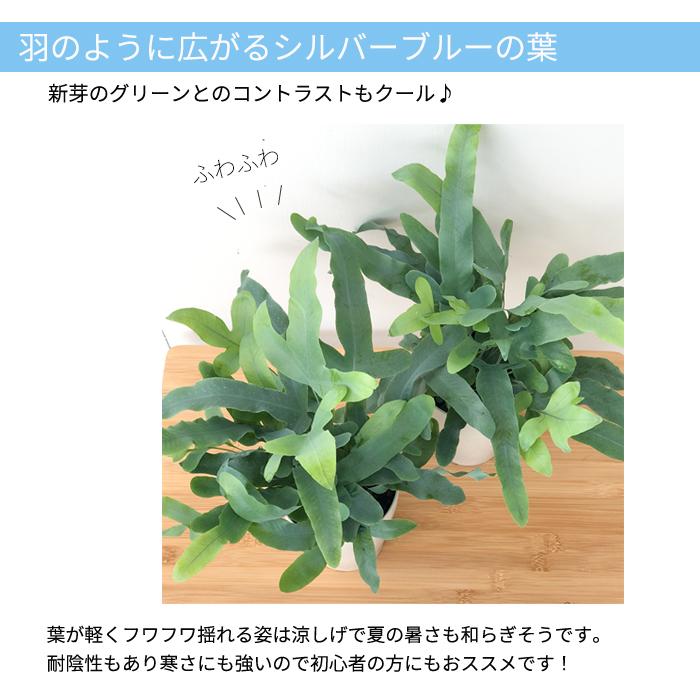 日本花キ流通 観葉植物 フレボディウム ブルースター 4号鉢 苗 シダ