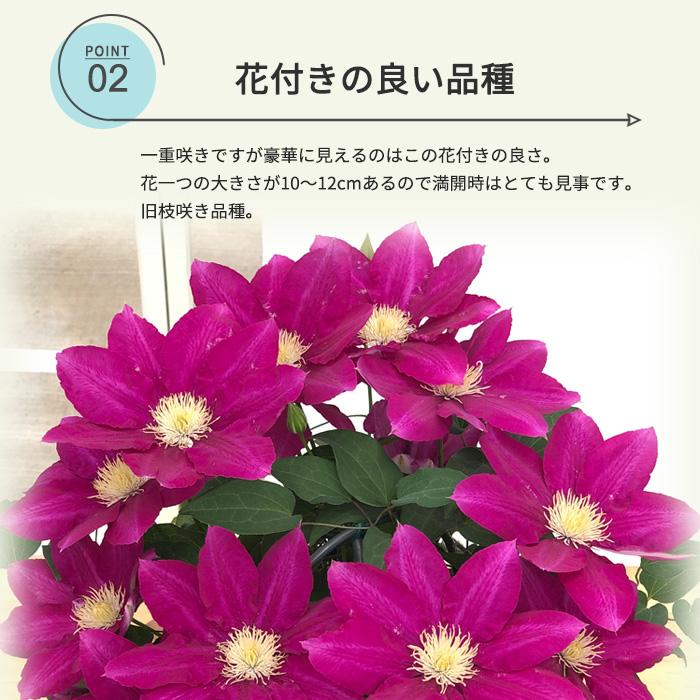 【遅れてごめんね】母の日 プレゼント クレマチス 紅姫 5号鉢 送料無料 母の日ギフト 花 鉢植え｜flower-net｜04