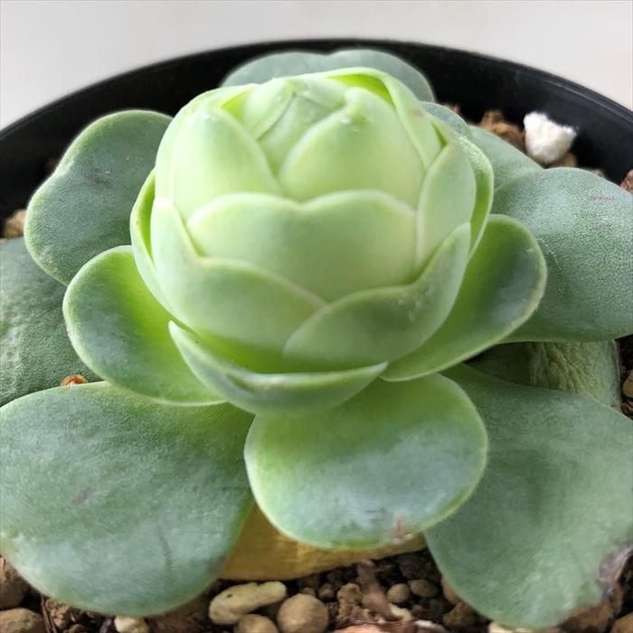 多肉植物 Swkアエオニウム ギガンティア 多肉植物 エアーマジック 韓国苗 7 5cmポット Z フラワーネット日本花キ流通 通販 Yahoo ショッピング