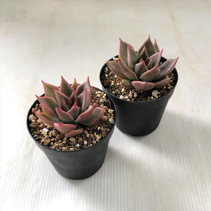日本花キ流通 多肉植物 skエケベリア シナモン 多肉植物 7.5cmポット