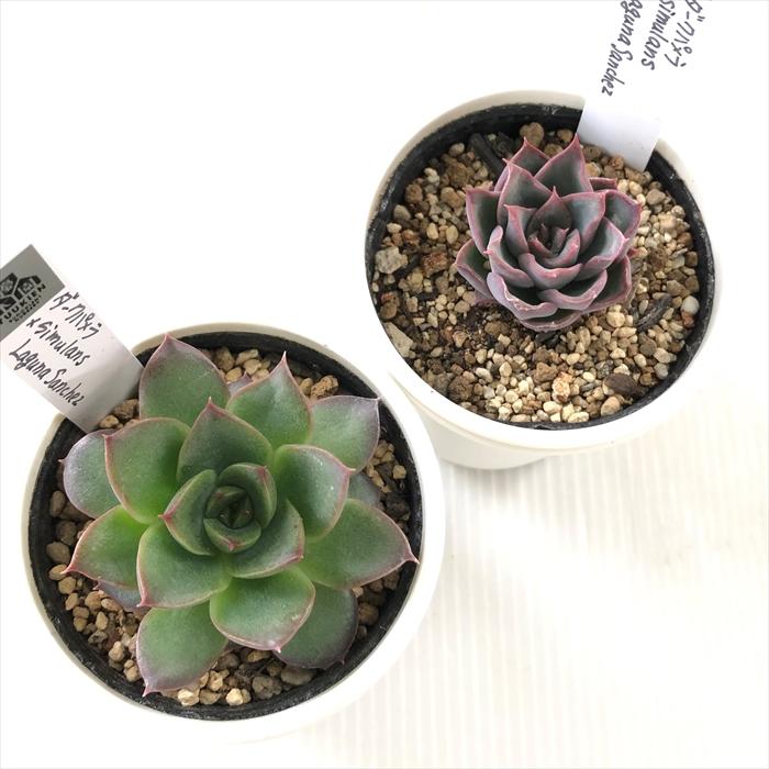 【優木園苗@1980】ダークパメラ×シムランスラグナサンチェス 優木園苗@1980】ダークパメラ×シムランスラグナサンチェス 優木園苗@