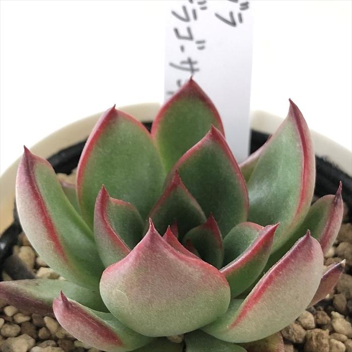 多肉植物エケベリア優木園ザラゴーサsp ノバ①
