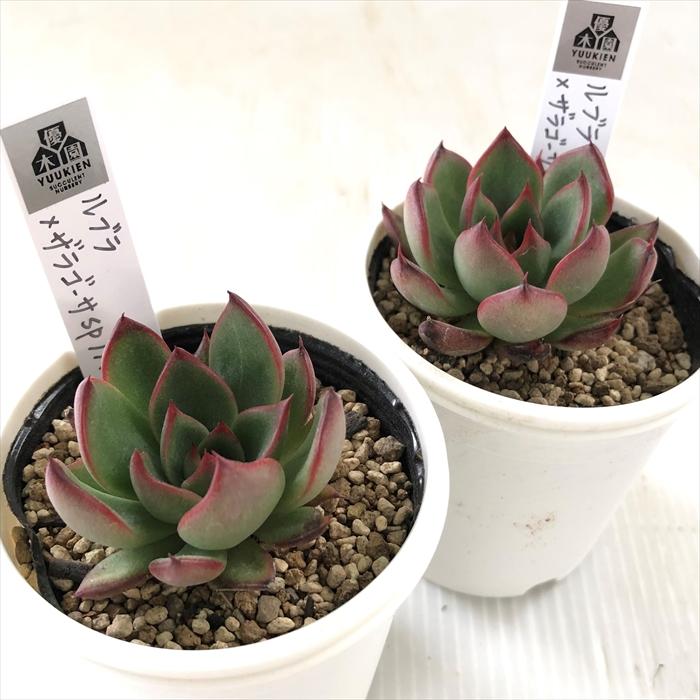多肉植物 yukエケベリア ルブラ×ザラゴーサspノバ 優木園さんの苗 送料