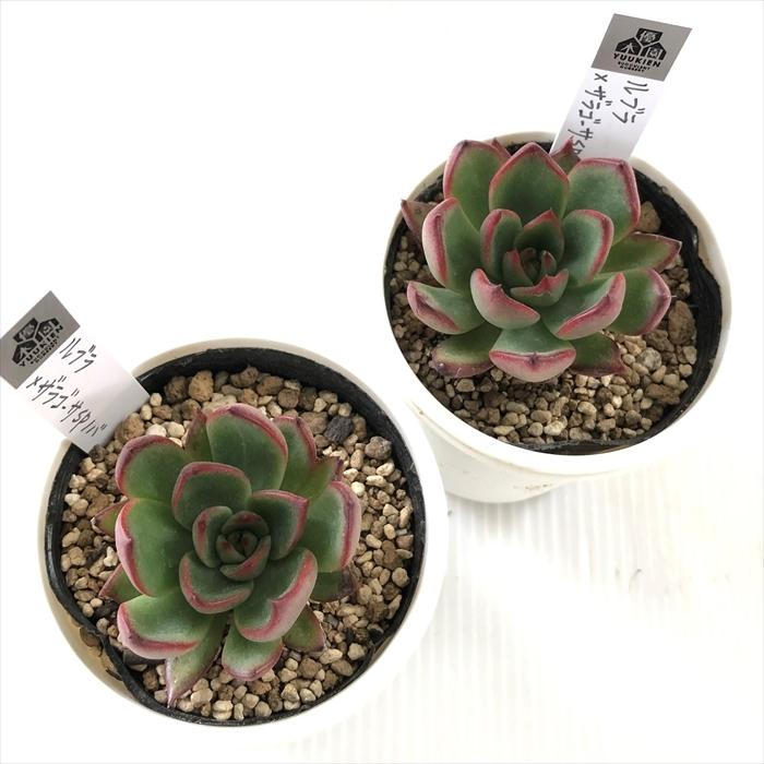 多肉植物 yukエケベリア ルブラ×ザラゴーサspノバ 優木園さんの苗 送料 