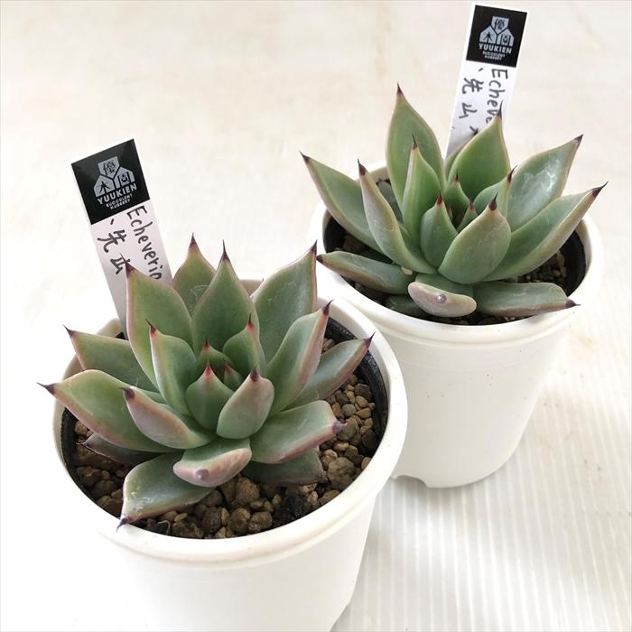 多肉植物 yukエケベリア 先山 優木園さんの苗 命名株 送料無料