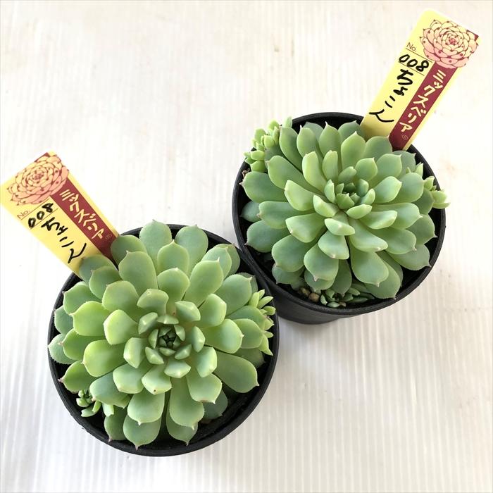 多肉植物 oriミックスベリア No.008 ちょこん おらいさん苗 送料無料