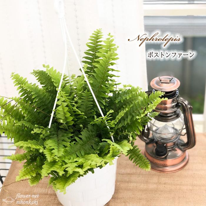 シダ ボストンファーン 5号吊り鉢 観葉植物 インテリア おしゃれ 花 ガーデニング