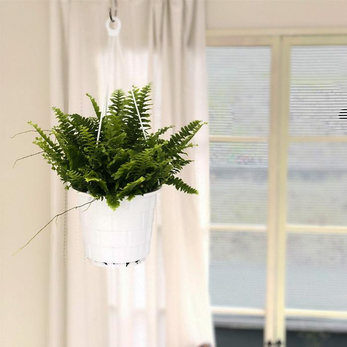 日本花キ流通 観葉植物 シダ ボストンファーン 5号 吊り鉢 吊り下げ