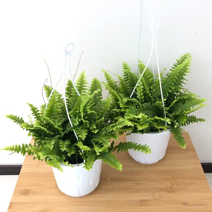 日本花キ流通 観葉植物 シダ ボストンファーン 5号 吊り鉢 吊り下げ
