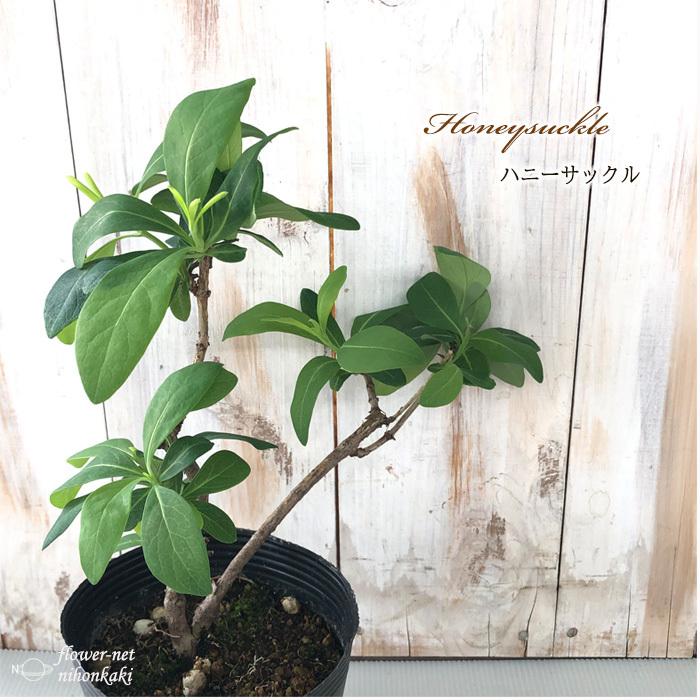 日本花キ流通 ハニーサックル 苗 12cmポット スイカズラ 金銀花