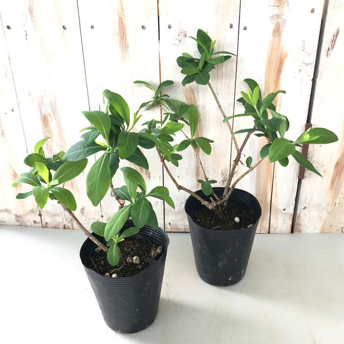 日本花キ流通 ハニーサックル 苗 12cmポット スイカズラ 金銀花