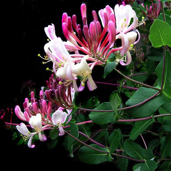 日本花キ流通 ハニーサックル 苗 12cmポット スイカズラ 金銀花