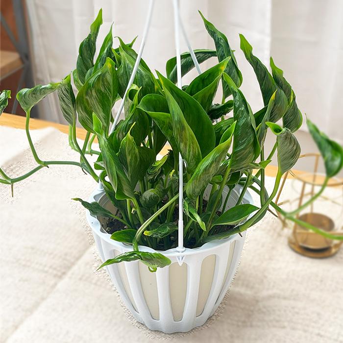 先行予約 P3倍】 観葉植物 ポトス テルノ No.010 シャングリラ 5号鉢