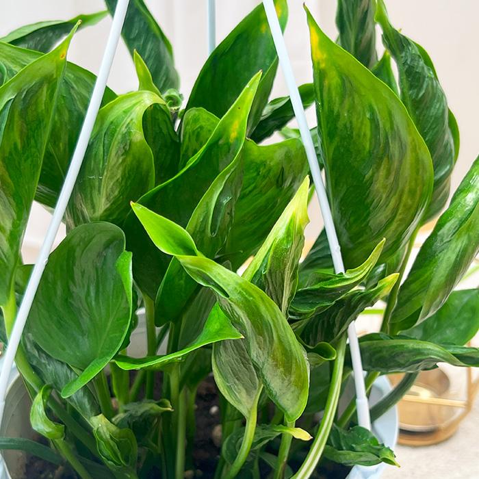 先行予約 P3倍】 観葉植物 ポトス テルノ No.010 シャングリラ 5号鉢