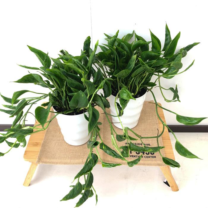 ポトス テルノ シャングリラ 5号鉢 観葉植物 インテリア おしゃれ Z フラワーネット日本花キ流通 通販 Yahoo ショッピング