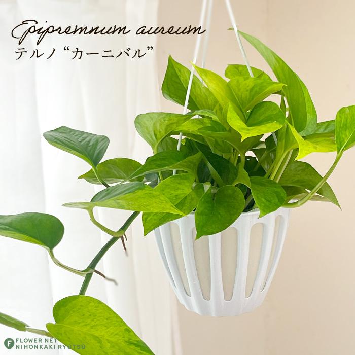 ポトス テルノ カーニバル 5号鉢 観葉植物 インテリア おしゃれ Z フラワーネット日本花キ流通 通販 Yahoo ショッピング