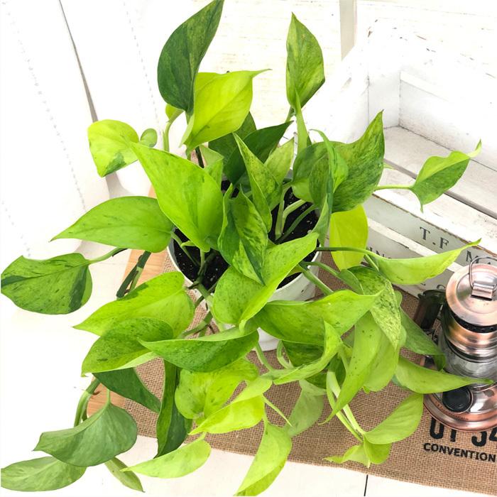 ポトス テルノ カーニバル 5号鉢 観葉植物 インテリア おしゃれ Z フラワーネット日本花キ流通 通販 Yahoo ショッピング