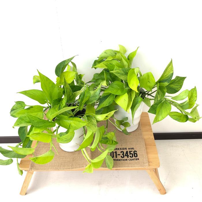 ポトス テルノ カーニバル 5号鉢 観葉植物 インテリア おしゃれ Z フラワーネット日本花キ流通 通販 Yahoo ショッピング