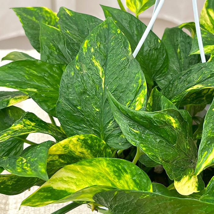 観葉植物 ポトス テルノ No.012 バンピー 5号鉢 吊り鉢 吊り下げ