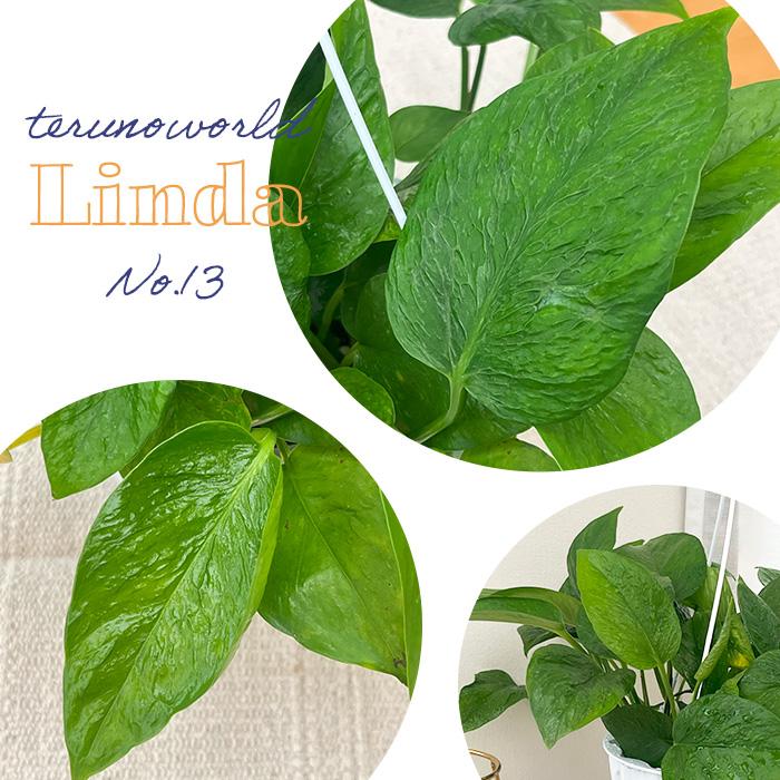 観葉植物 ポトス テルノ No.013 リンダ 5号鉢 吊り鉢 吊り下げ
