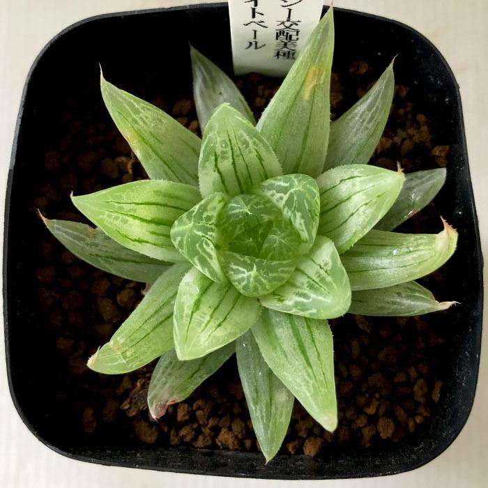 多肉植物 niハオルチア ボルシー交配美種 ホワイトベール
