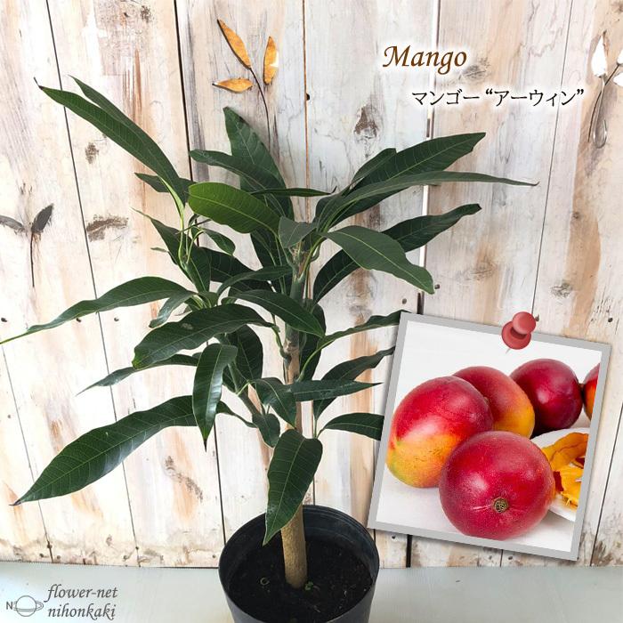 日本花キ流通 マンゴー アーウィン 6号鉢 送料無料 アップル