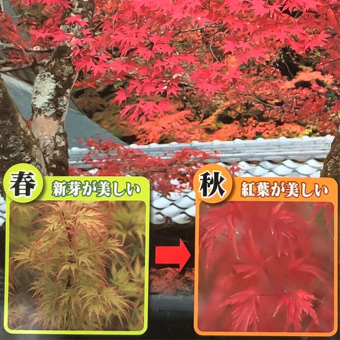 日本花キ流通 予約販売 もみじ 青竜 12cmポット 接木苗 紅葉 モミジ