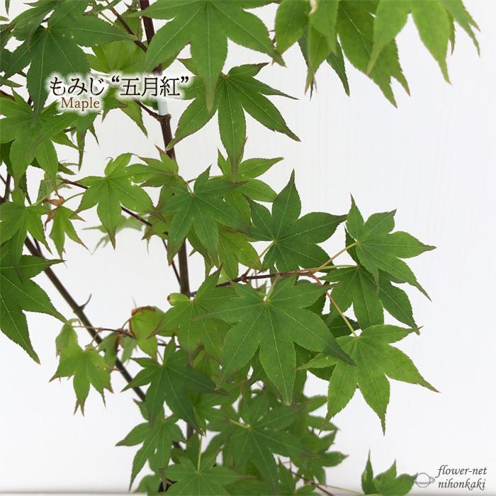 もみじ 2本セット 6号鉢 夕暮 & 秋華 接木苗 もみじ 2本セット 6号鉢 夕暮 & 秋華 接木苗