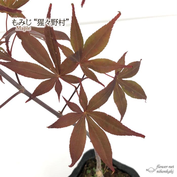 日本花キ流通 予約販売 もみじ 猩々野村 12cmポット 接木苗 紅葉