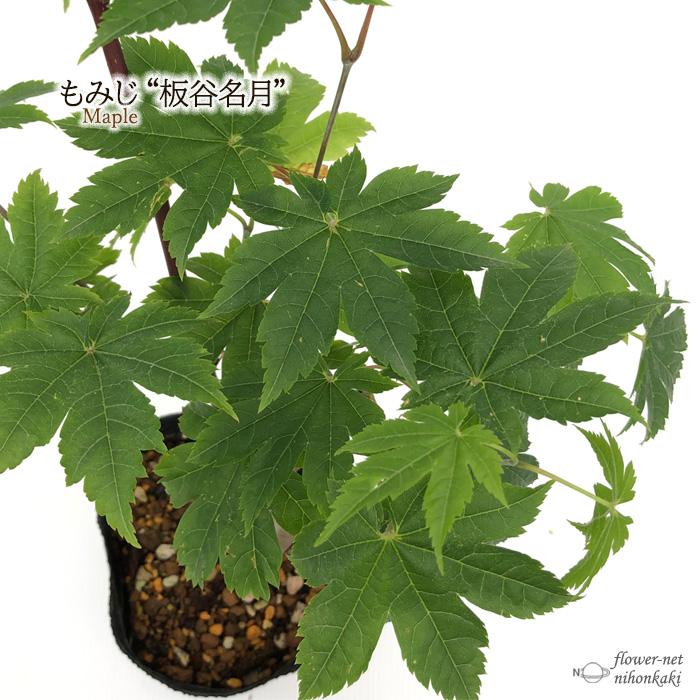 もみじコレクション12 ゲイシャゴーンワイルド接木苗 6号鉢 6年物