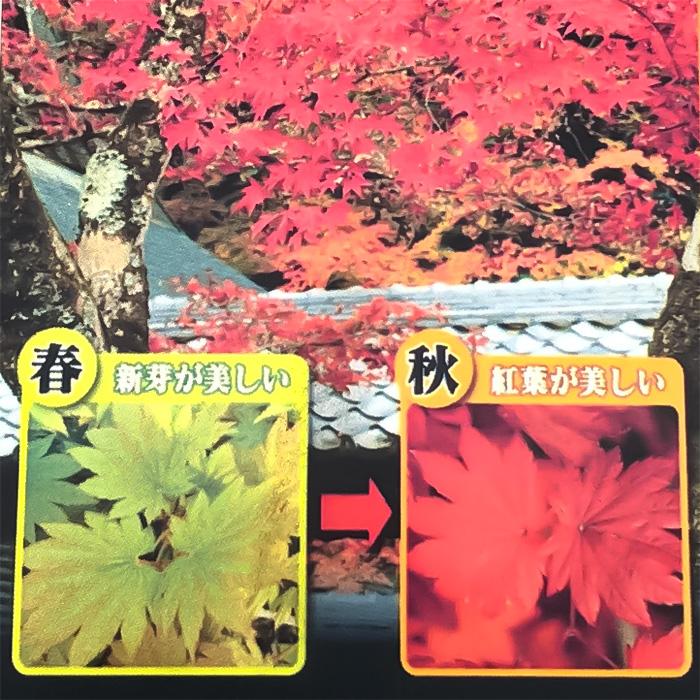 日本花キ流通 予約販売 もみじ 板谷名月 12cmポット 接木苗 紅葉