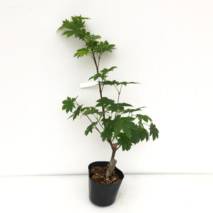 日本花キ流通 予約販売 もみじ 板谷名月 12cmポット 接木苗 紅葉