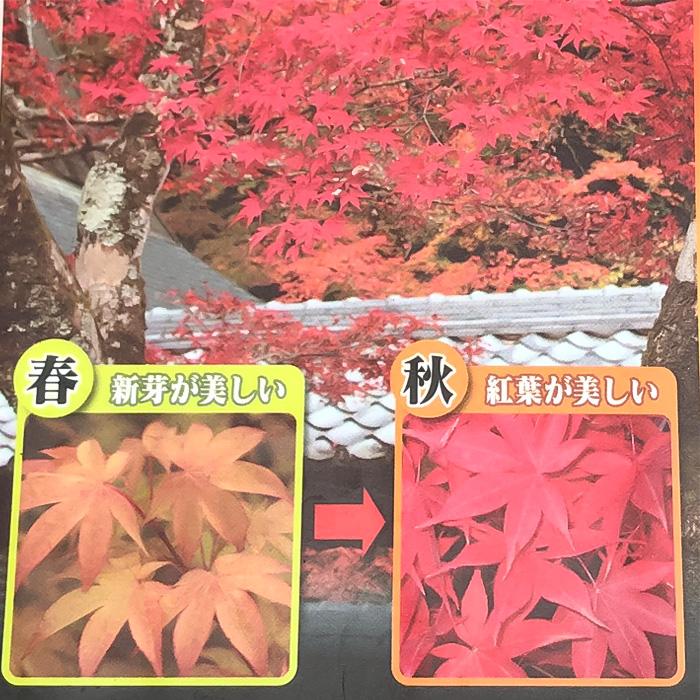 日本花キ流通 予約販売 もみじ 大盃 12cmポット 接木苗 紅葉 モミジ
