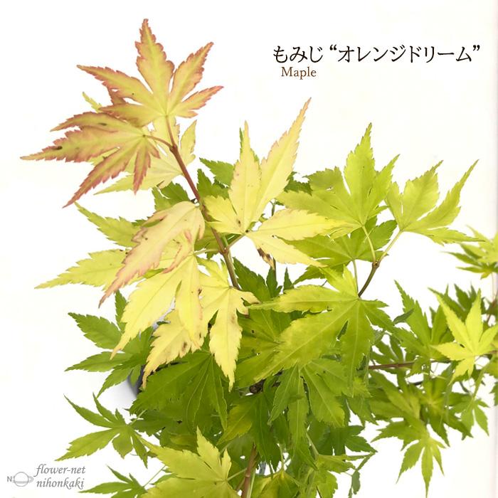 日本花キ流通 予約販売 もみじ オレンジドリーム 12cmポット
