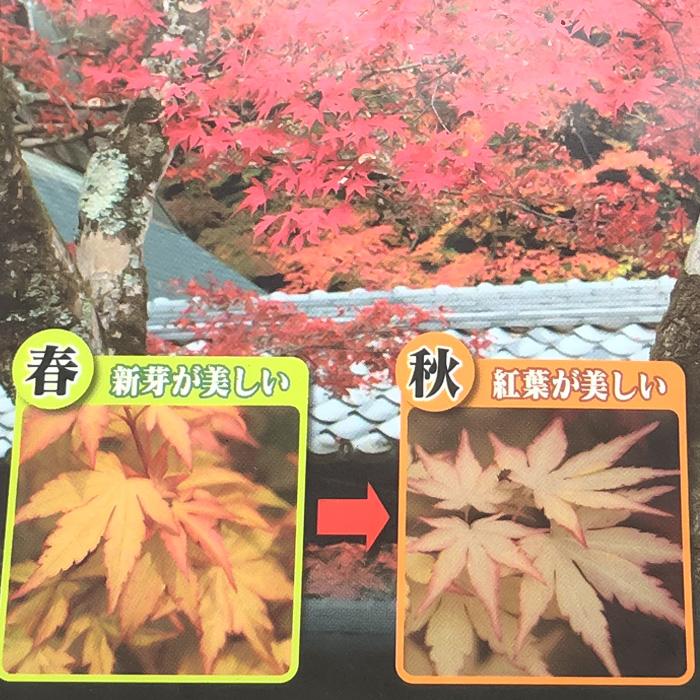 日本花キ流通 予約販売 もみじ オレンジドリーム 12cmポット